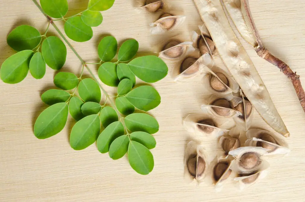 Moringa (bot. Moringa oleifera) Wissen — VEGANE VIBES